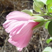 Hibiscus menzeliae - Photo (c) geoffbyrne, alguns direitos reservados (CC BY-NC)