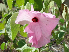Hibiscus menzeliae