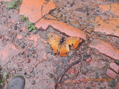 Charaxes bernardus
