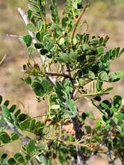Archidendropsis basaltica