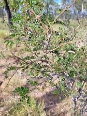 Archidendropsis basaltica
