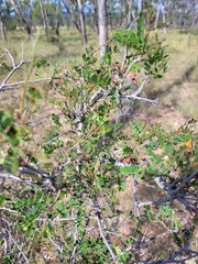 Archidendropsis basaltica