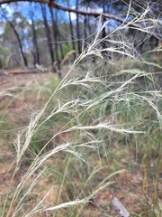 Aristida latifolia