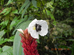 Notocrypta curvifascia