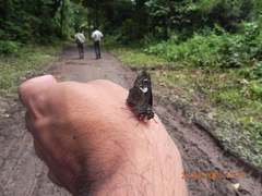 Notocrypta curvifascia