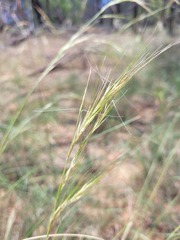 Aristida latifolia