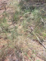 Aristida latifolia
