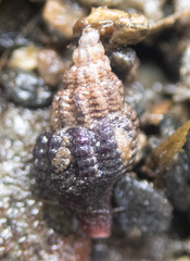 Paciocinebrina interfossa