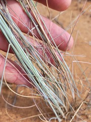 Aristida ramosa