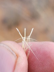 Aristida ramosa