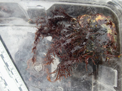 Grateloupia californica
