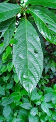 Oreocnide integrifolia