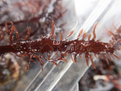 Grateloupia californica