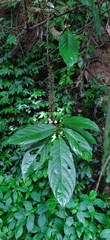 Oreocnide integrifolia