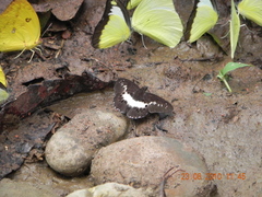 Seseria sambara