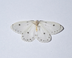 Naxa textilis