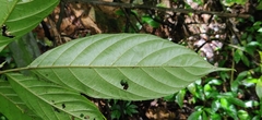 Oreocnide integrifolia