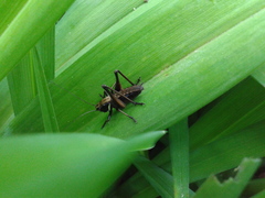 Eobiana engelhardti