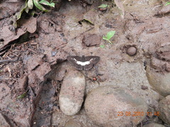Seseria sambara