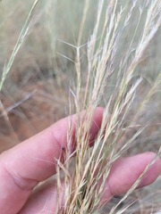 Aristida ramosa