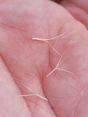 Aristida ramosa