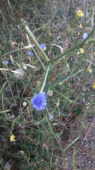Cichorium pumilum