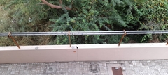 Dicrurus macrocercus