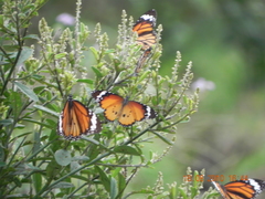 Danaus genutia