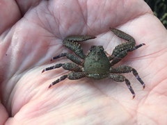 Petrocheles australiensis