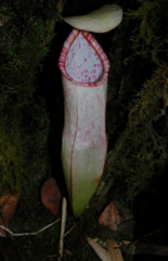 Nepenthes macfarlanei