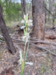 Cymbopogon bombycinus