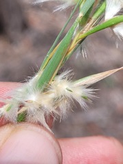 Cymbopogon bombycinus
