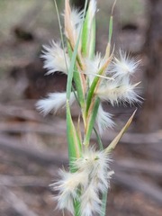 Cymbopogon bombycinus