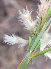Cymbopogon bombycinus