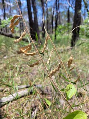 Desmodium macrocarpum