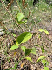 Desmodium macrocarpum