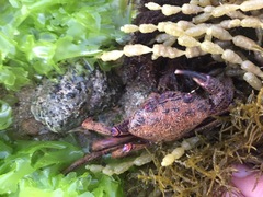 Nectocarcinus tuberculosus
