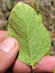 Desmodium macrocarpum