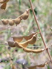 Desmodium macrocarpum