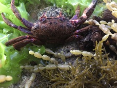 Nectocarcinus tuberculosus