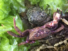Nectocarcinus tuberculosus