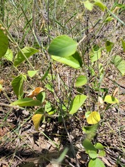 Desmodium macrocarpum