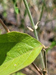 Desmodium macrocarpum