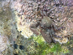 Petrocheles australiensis