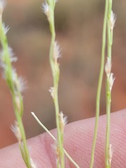 Digitaria ammophila