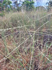 Digitaria ammophila