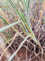 Digitaria ammophila
