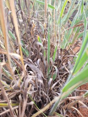 Digitaria ammophila