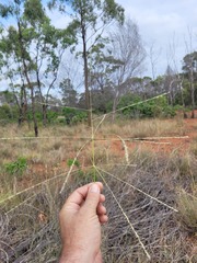 Digitaria ammophila