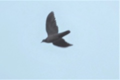 Streptopelia orientalis